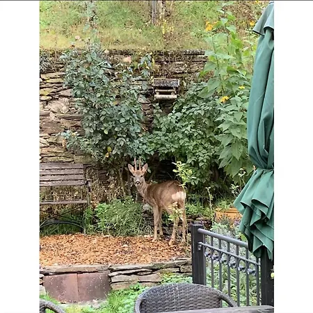 Mosel Vakantiehuis *